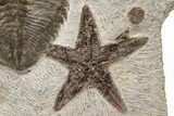 Dalmanitid (Eudolalites) Trilobite With Four Fossil Starfish #212377-4